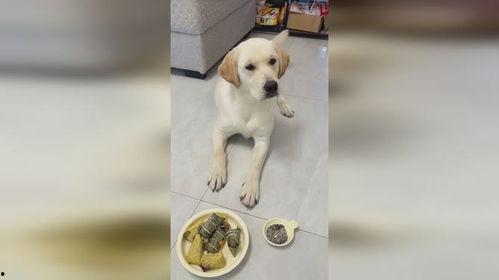 狗子可以吃蒲瓜吗,蒲瓜，狗狗的健康美食选择？