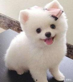 博美犬可以吃佛手瓜,佛手瓜的养生美味之旅