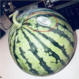 群里吃瓜网红,揭秘网络红人的幕后故事