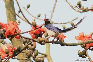 红鹊网,探索科技前沿，引领创新潮流
