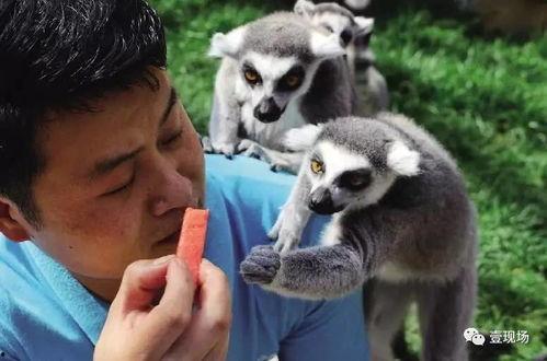 带你吃瓜的奇葩动物,带你领略那些奇葩动物的独特食性