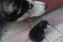 头条GIF没有声音,捕捉瞬间，传递情感