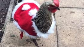 吃瓜母鸡,揭秘动物界的“美食家”