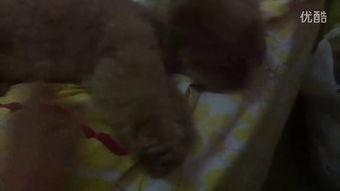 丁姐的吃瓜视频,揭秘娱乐圈幕后真相